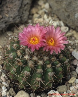 Notocactus cv. buiningii x herterii III